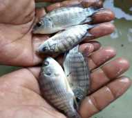 Bibit Ikan Nila Hitam