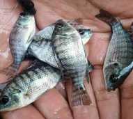 Bibit Ikan Nila Hitam