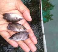Bibit Ikan Gurame