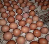 Telur Ayam 1kg