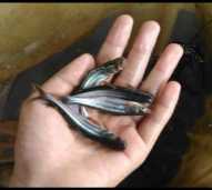 Bibit Ikan Patin