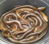 belut