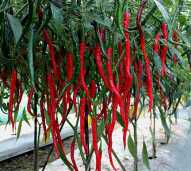 Cabe Merah