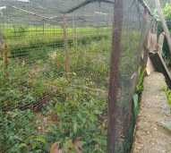 Bibit Tanaman Kayu Manis