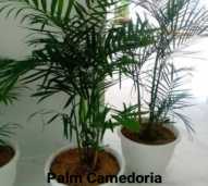 Tanaman Hias Palm Camedoria