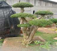 Bonsai taman