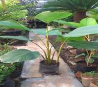 Pisang Kalatea