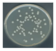 Plate Count Agar @500 gr
