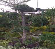 Bonsai Beringin Micro