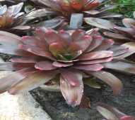 Bromelia Red