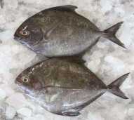 bawal hitam