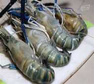 udang galah
