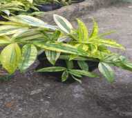 Gracena kuning