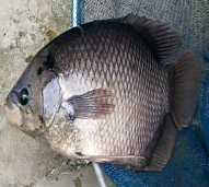 ikan gurami