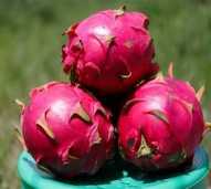 Buah Naga