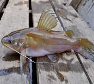 Ikan Baung