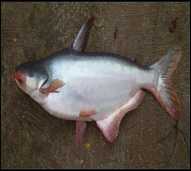 Ikan Patin