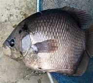 Ikan Gurami