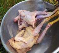 Ayam Kampung
