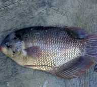 Ikan Gurami