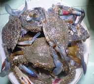 ketam SP