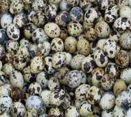 telur puyuh