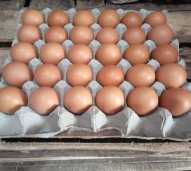 telur ayam indo